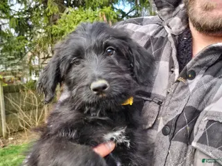 Mixed Breed dogs Rosalina - Ad 8