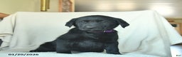 Labrador Retriever dogs for sale: Julia  - Ad 4