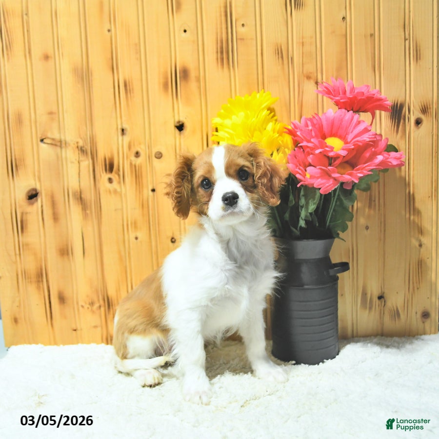 Cavalier King Charles Spaniel dogs Cooper - Ad 1