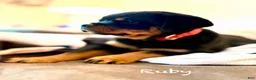 Rottweiler dogs for sale: Ruby - Ad 5