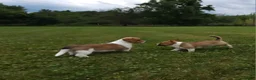 Mixed Breed dogs for sale: Orpheus - Ad 14