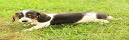 Miniature Dachshund dogs for sale: Dax - Ad 2