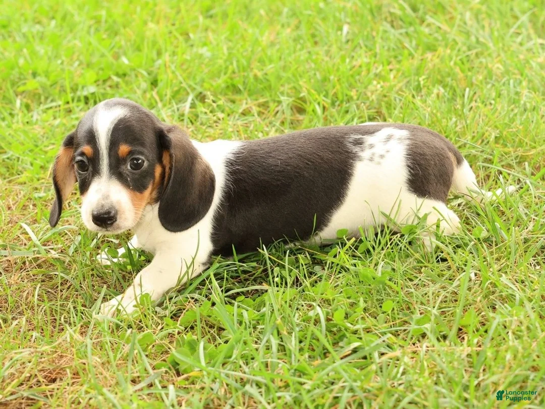 Miniature Dachshund dogs for sale: Dax - Ad 2