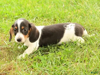 Miniature Dachshund dogs Dax - Ad 2