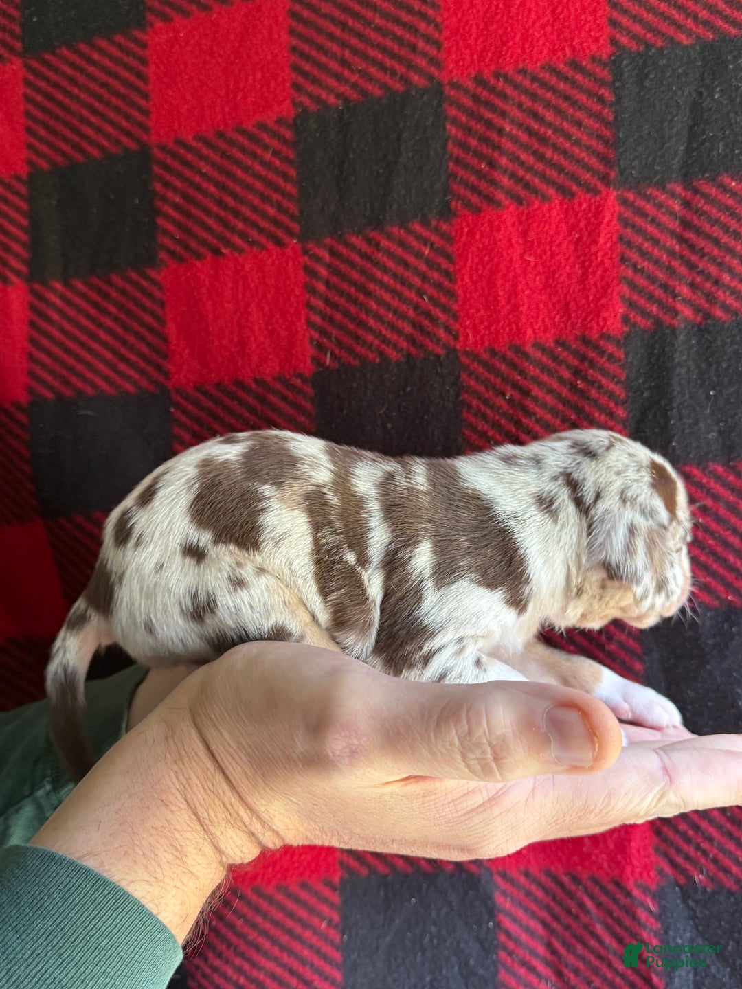 Catahoula Leopard Dog dogs for sale: Catahoula Leopard Dog Puppy 3 - Ad 4