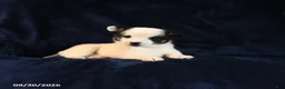 Mixed Breed dogs for sale: Sosha - Ad 4