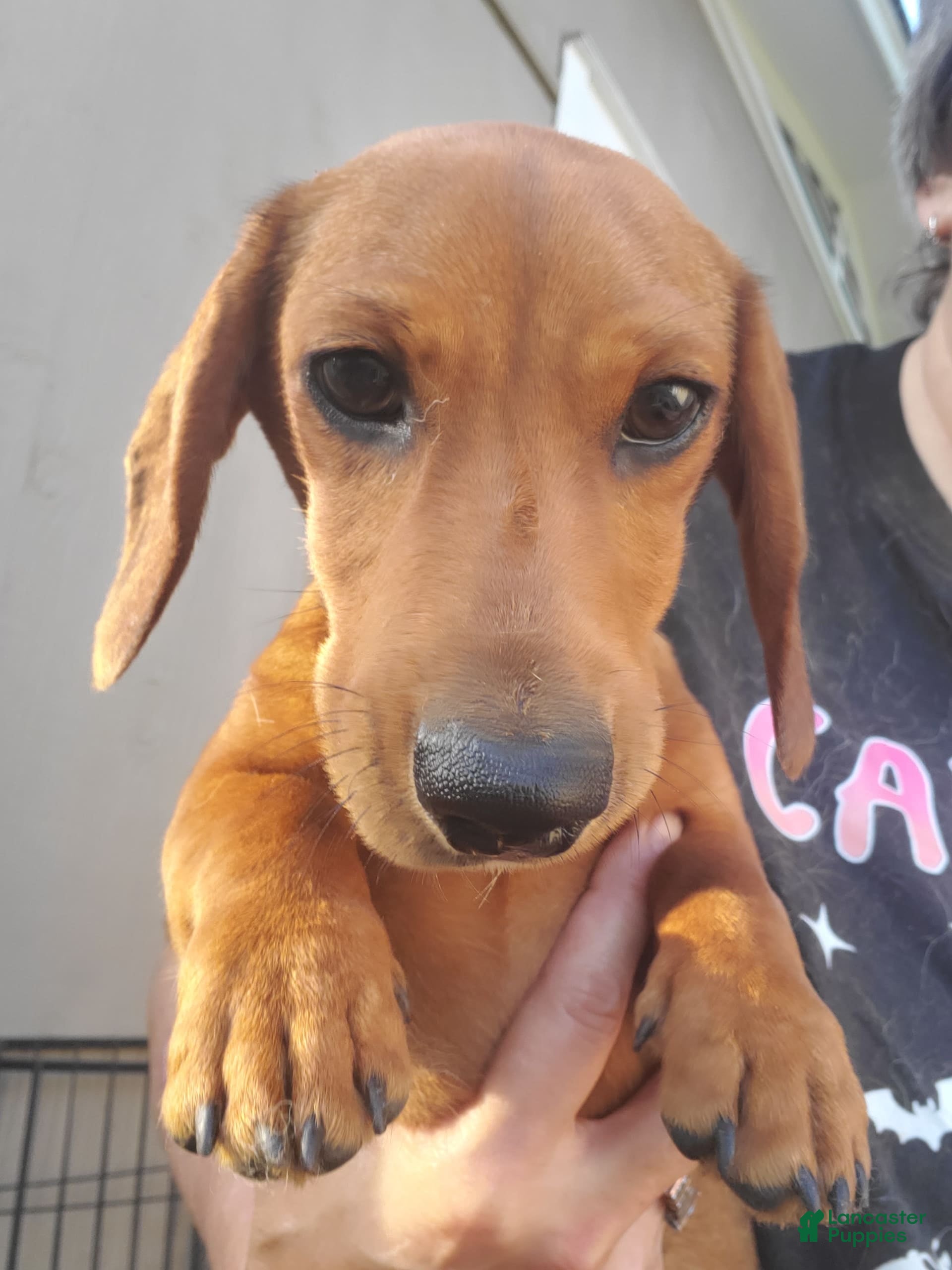 Dachshund dogs Jolly - Ad 3