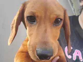 Dachshund dogs Jolly - Ad 12