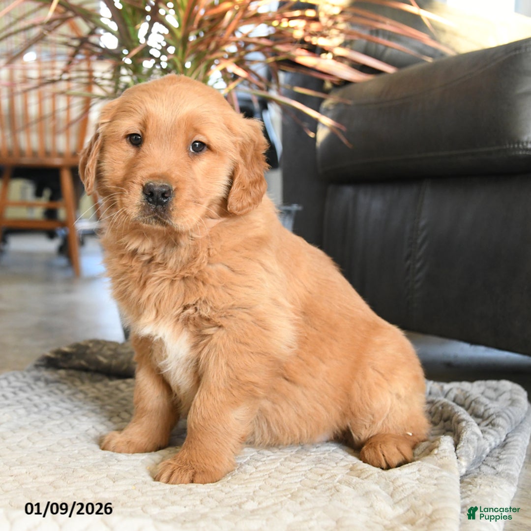 Golden Retriever dogs for sale: Rain - Ad 1