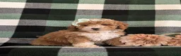 Bichpoo dogs for sale: Ashlee - Ad 4