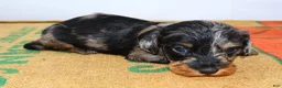 Miniature Dachshund dogs for sale: Two Face - Ad 15