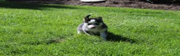 Siberian Husky dogs for sale: Trixie  - Ad 6