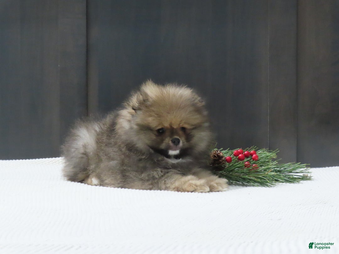 Pomeranian dogs for sale: DONALD - Ad 8