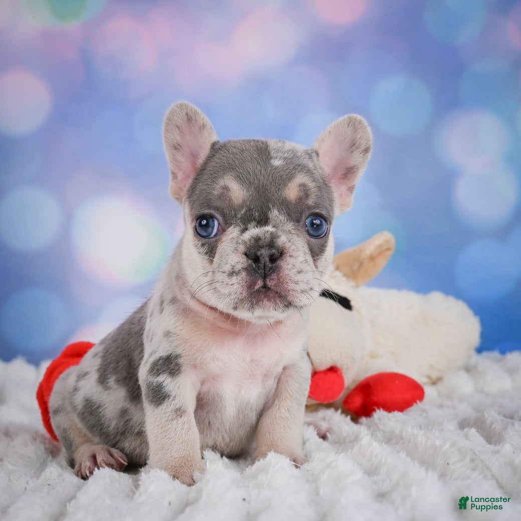French Bulldog dogs for sale: Rose - Ad 4