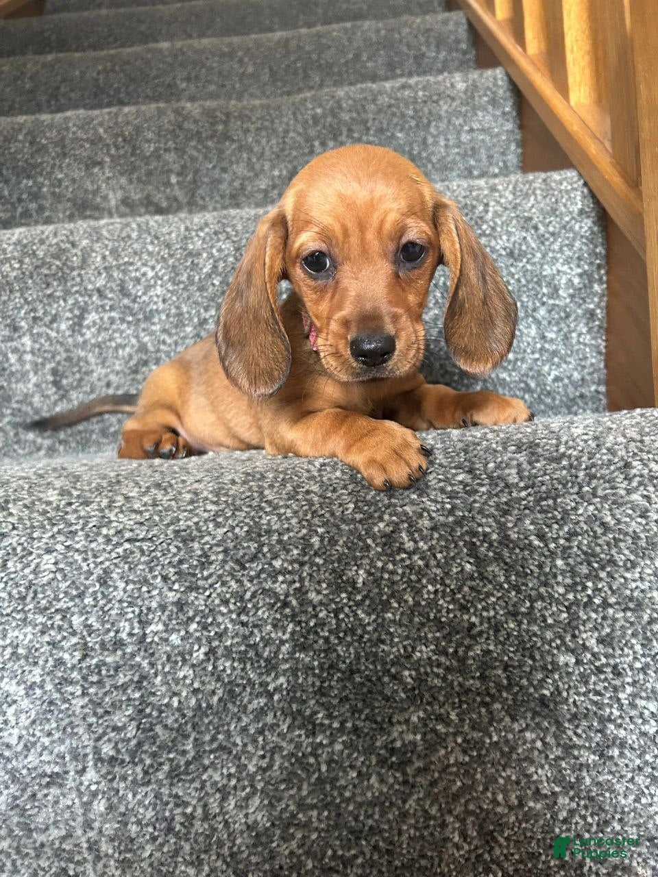 Miniature Dachshund dogs Miniature Dachshund 2 - Ad 28