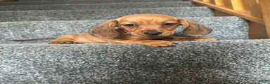 Miniature Dachshund 2