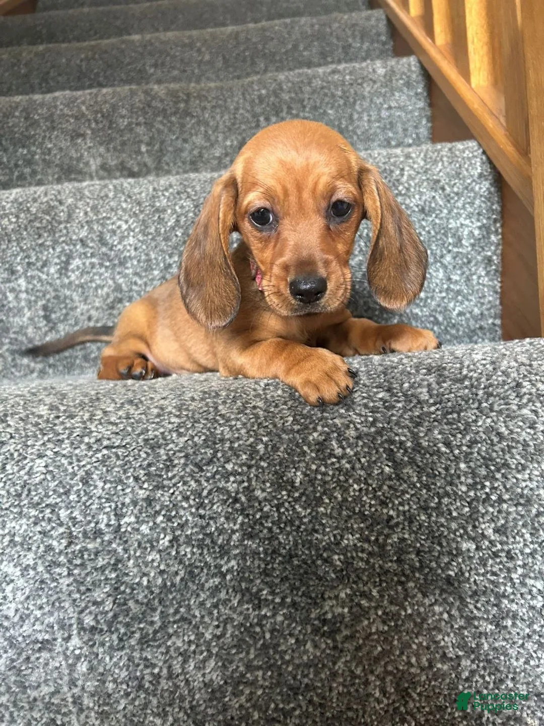 Miniature Dachshund dogs for sale: Miniature Dachshund 2 - Ad 1