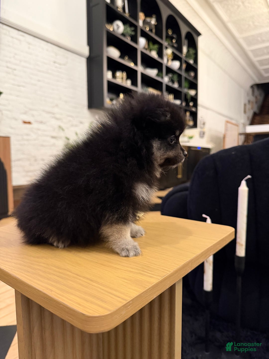 Pomeranian dogs for sale: Bean - Ad 2