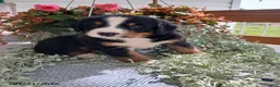 Bernese Mountain Dog dogs for sale: Ashley - Ad 5