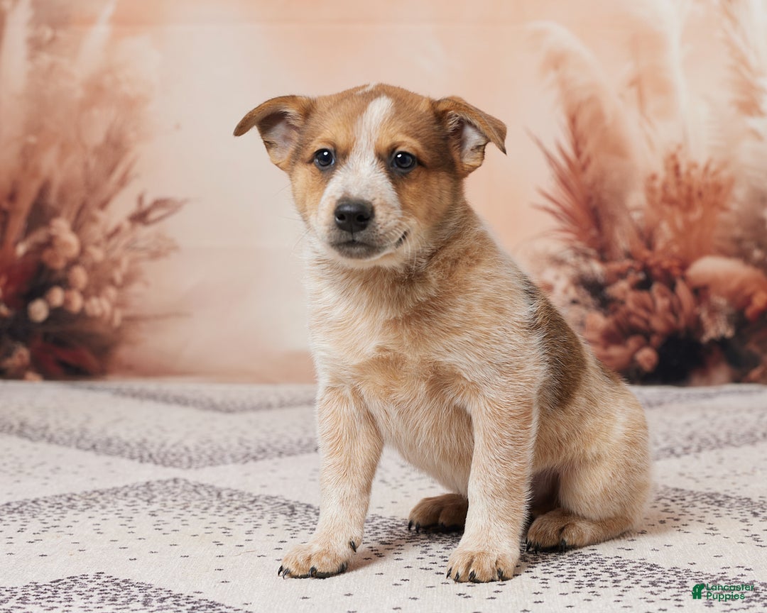 Australian Cattle Dog dogs for sale: Rocky - Ad 2