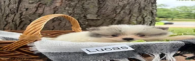 Lucas