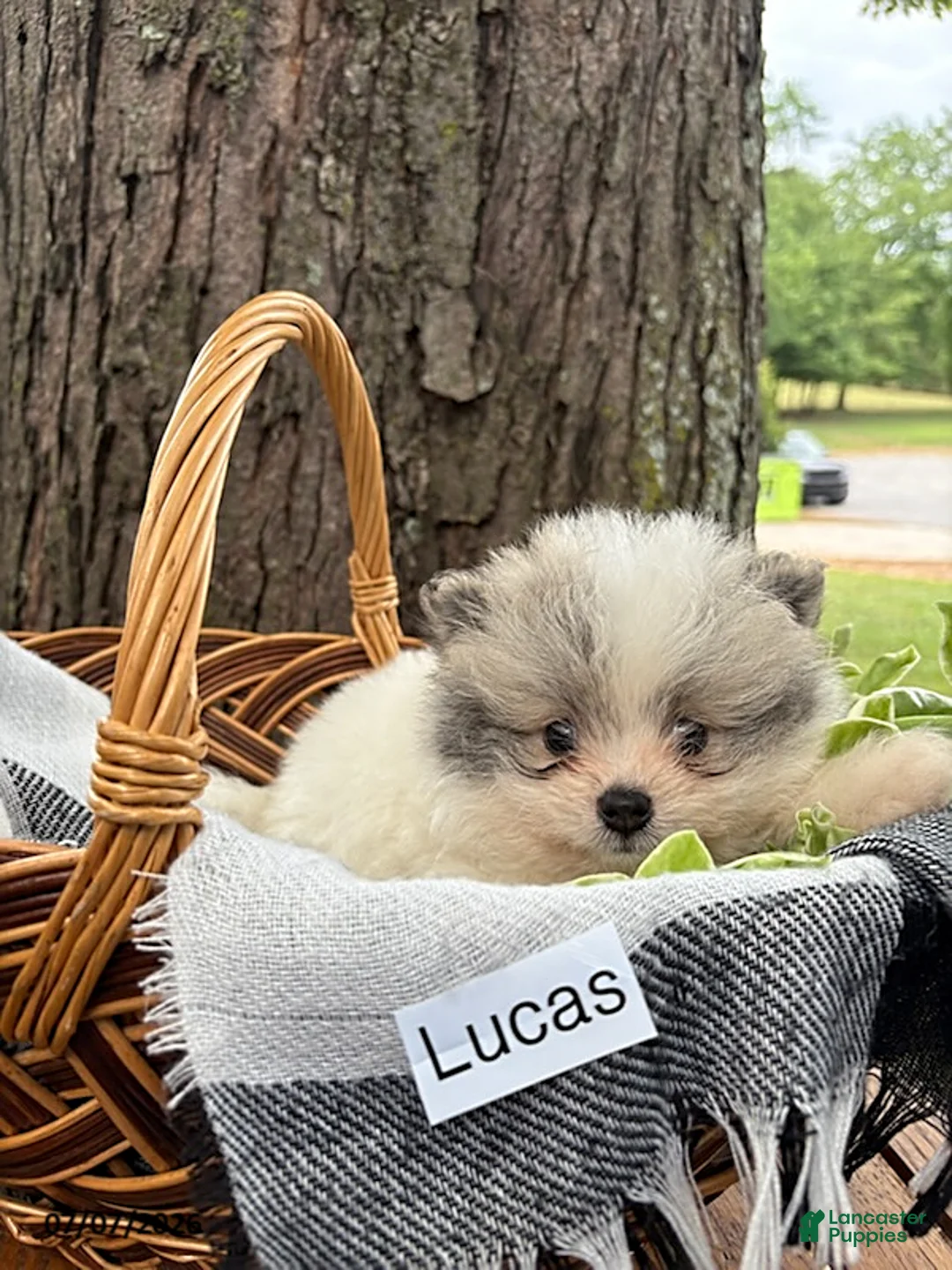 Mixed Breed dogs for sale: Lucas - Ad 1