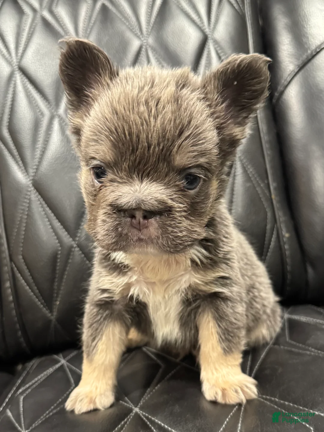 French Bulldog dogs for sale: FLUFFY BIG ROPE MAVERICK - Ad 4