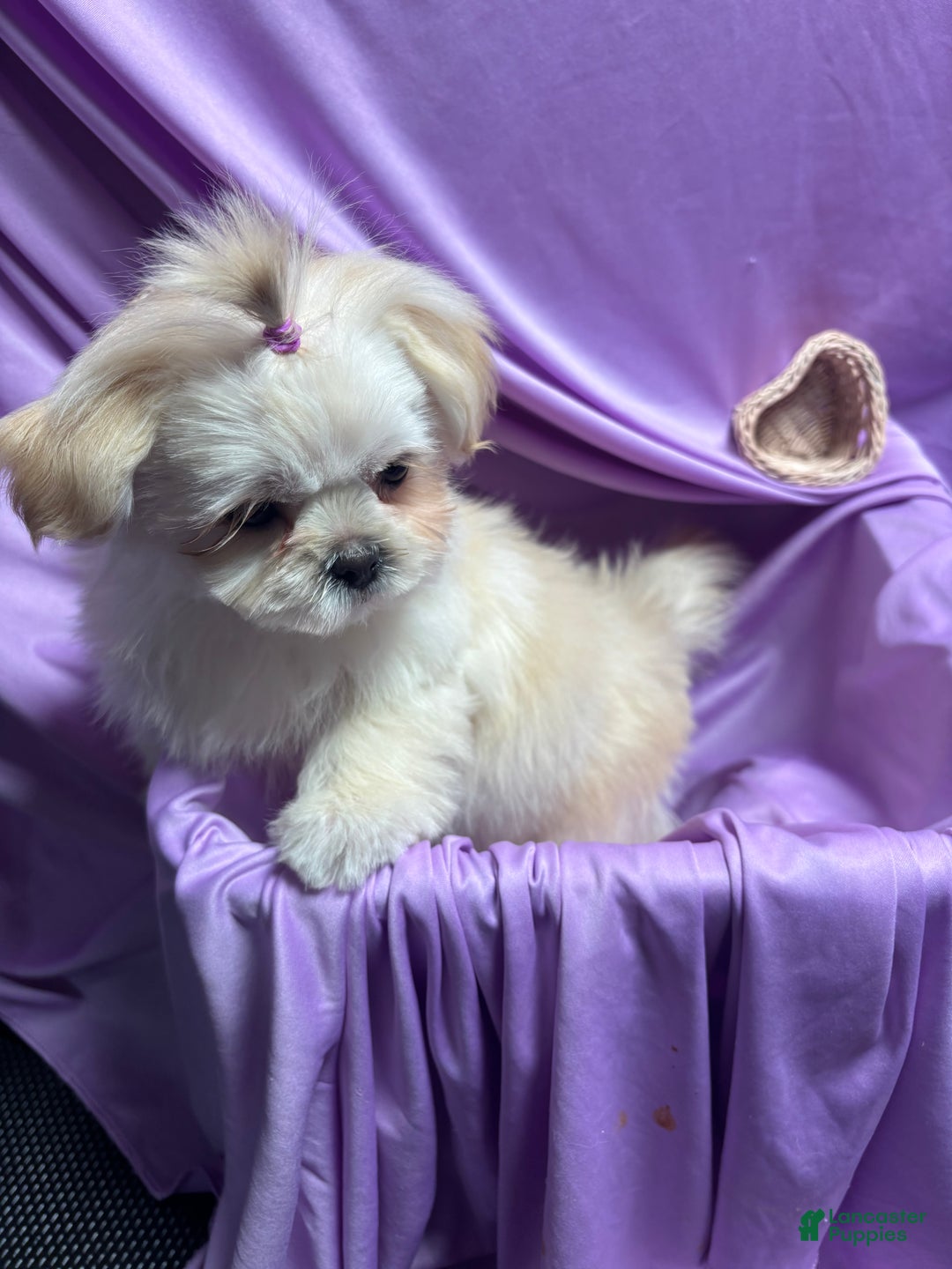 Shih Tzu dogs for sale: Shih Tzu Puppy 1 - Ad 2