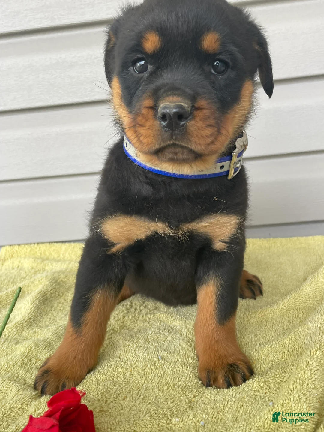 Rottweiler dogs for sale: Roxy - Ad 2