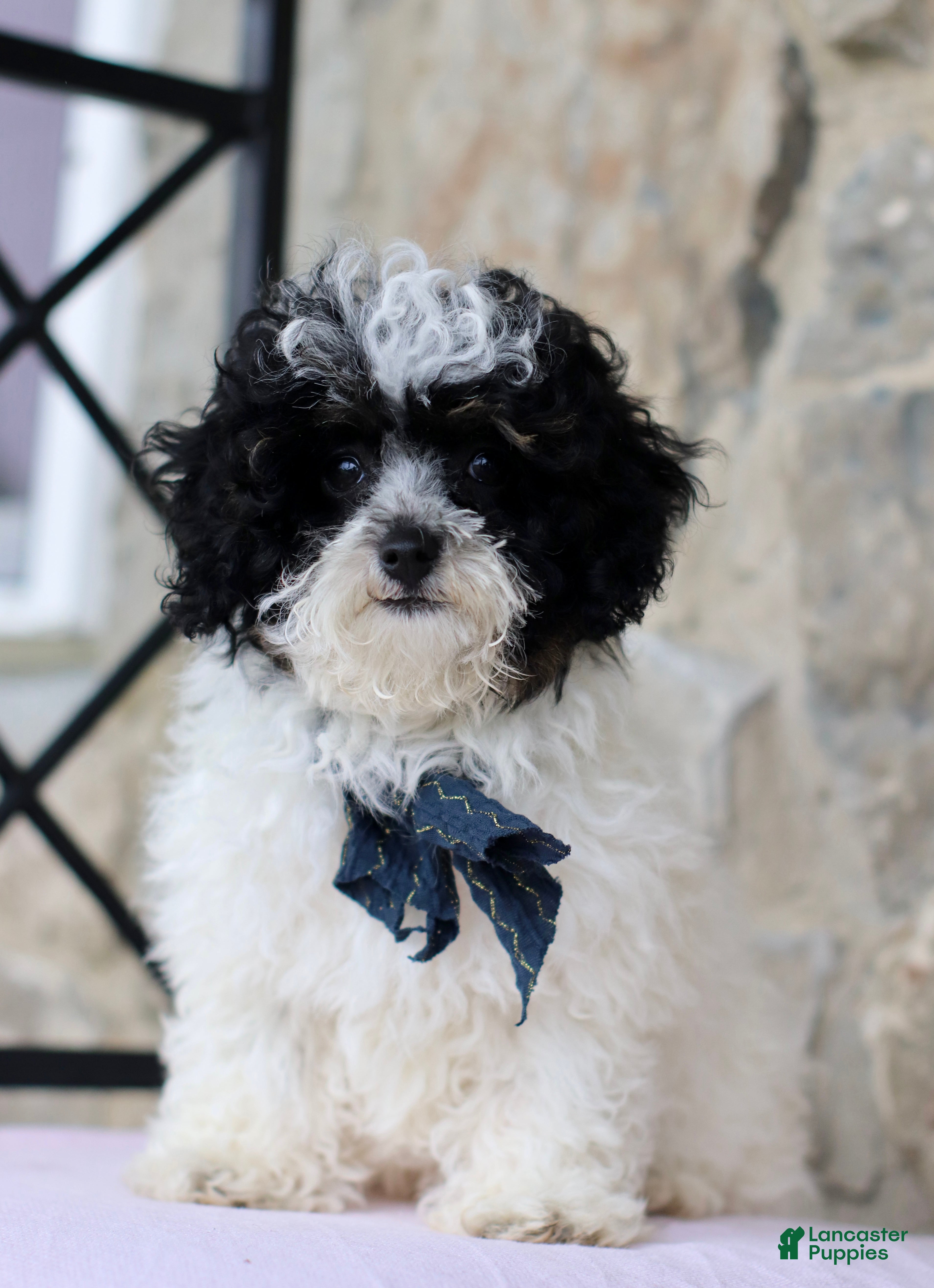 Toy Poodle dogs Kaden - Ad 2