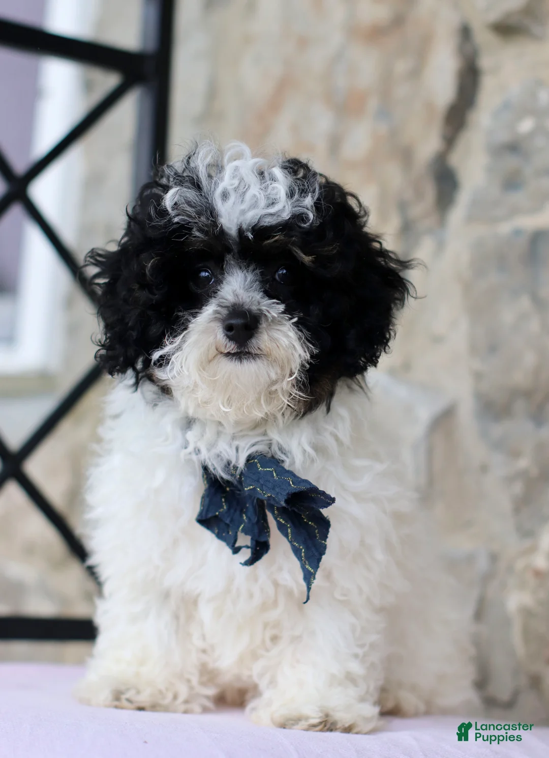 Toy Poodle dogs for sale: Kaden - Ad 2