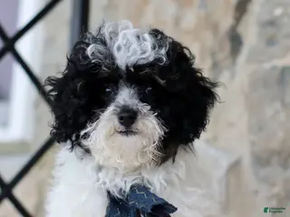 Toy Poodle dogs Kaden - Ad 2