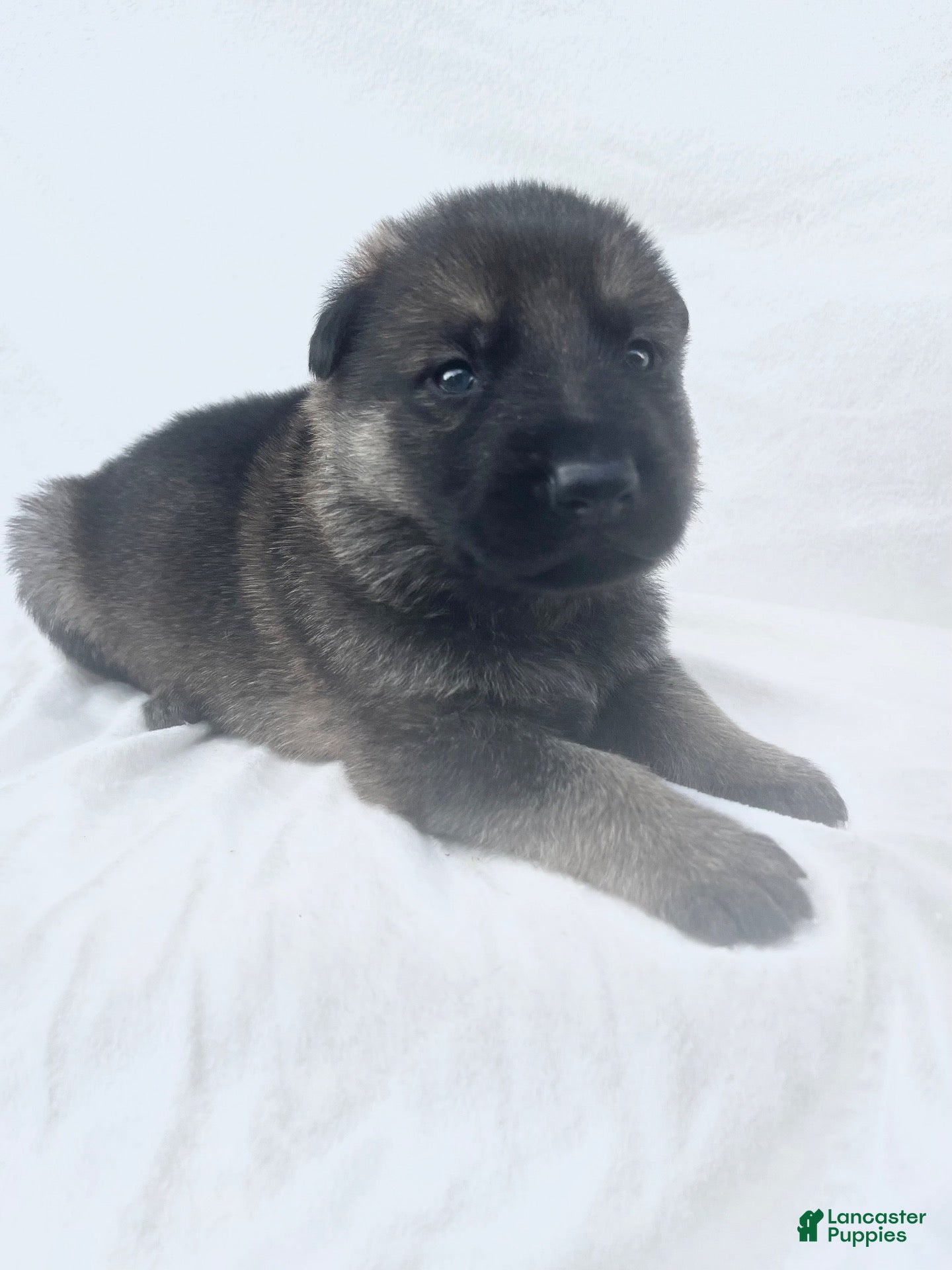 German Shepherd dogs Gunner - Ad 1