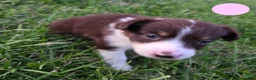 Australian Shepherd dogs for sale: Australian Shepherd Puppy PINK - Ad 11