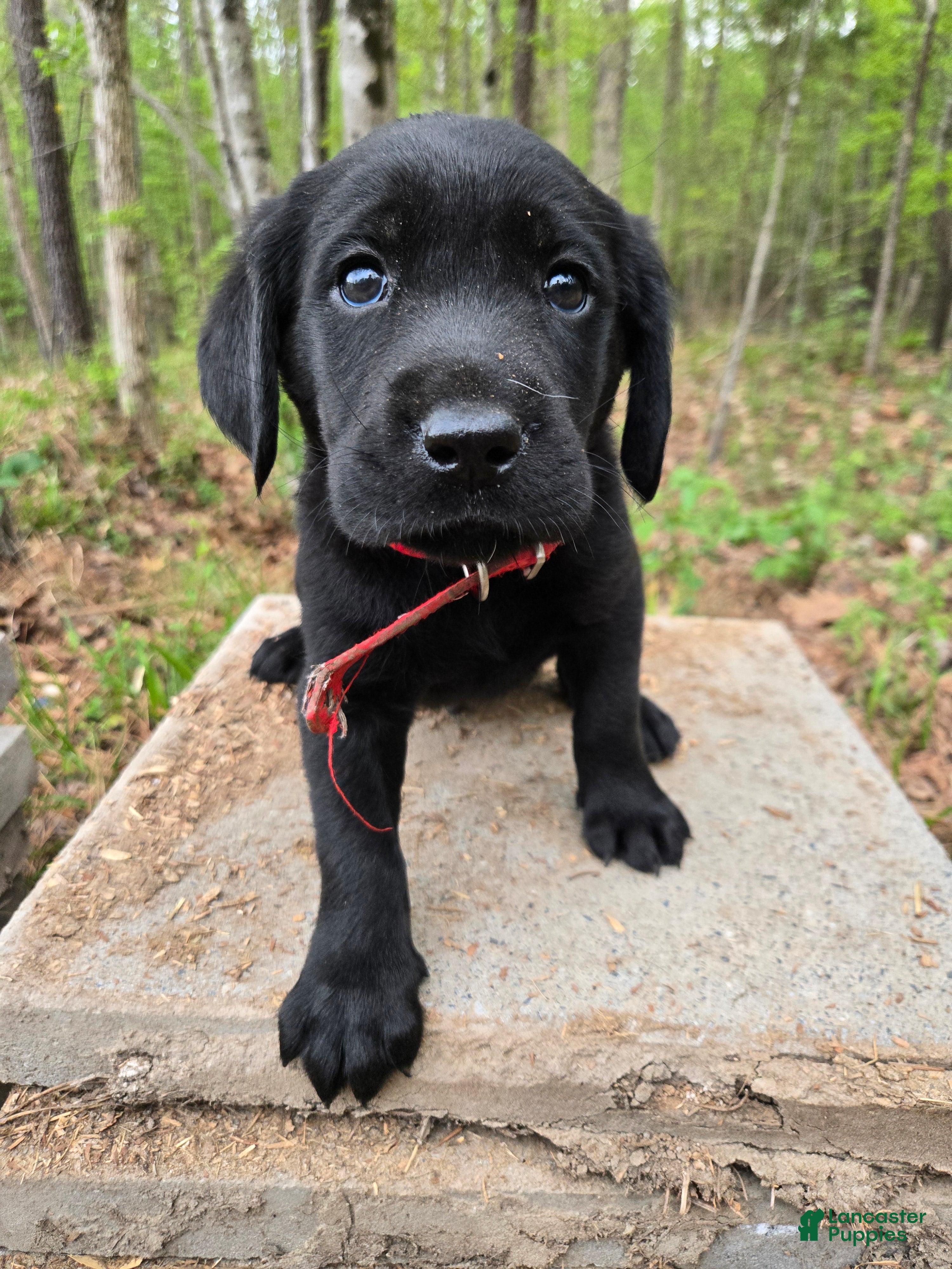 Goldador dogs Red collar male  - Ad 4