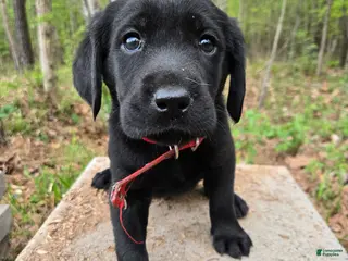 Goldador dogs Red collar male - Ad 7