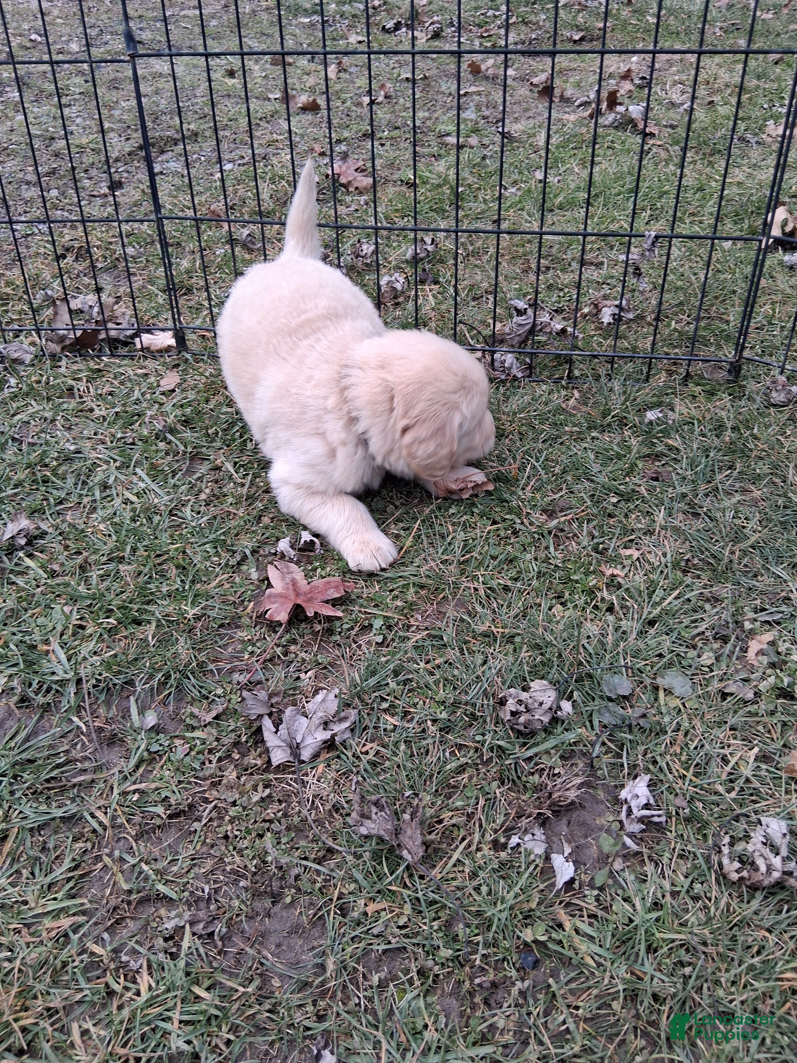 Golden Retriever dogs Romeo  - Ad 1