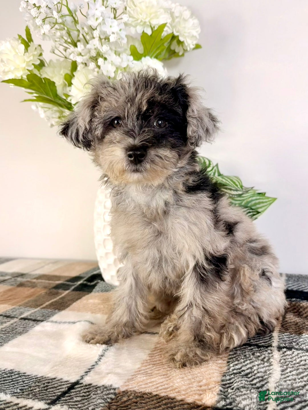 Yorkiepoo dogs for sale: Luna - Ad 2