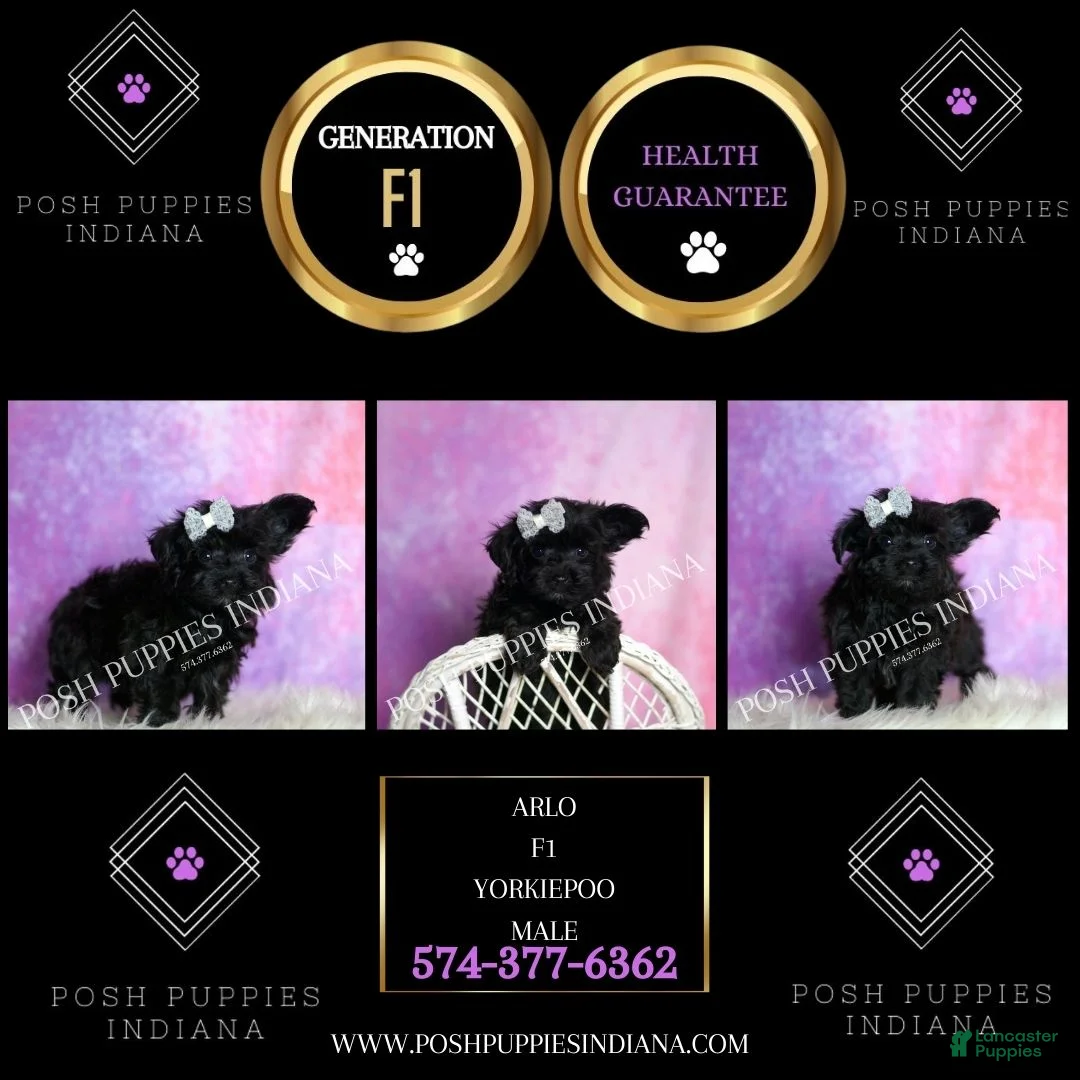 Yorkiepoo dogs for sale: Arlo - Ad 7