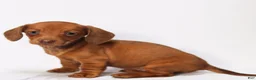 Miniature Dachshund dogs for sale: Olivia - Ad 6