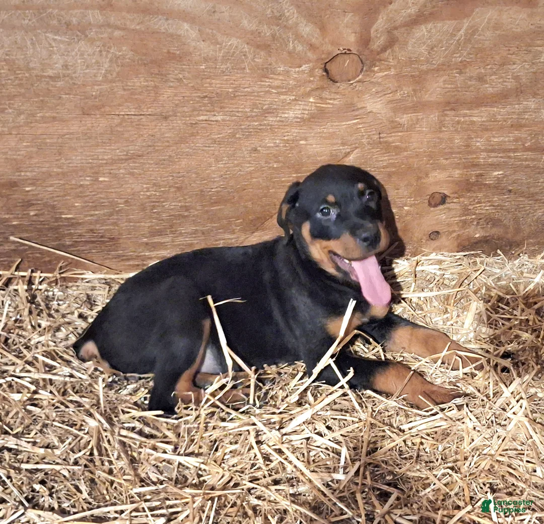 Rottweiler dogs for sale: Rottweiler Puppy 2 - Ad 1