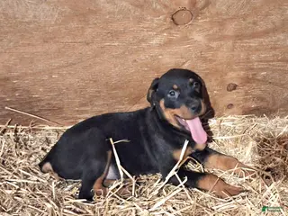 Rottweiler dogs Rottweiler Puppy 2 - Ad 3