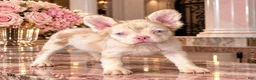 French Bulldog dogs for sale: Pink Prince - Ad 8