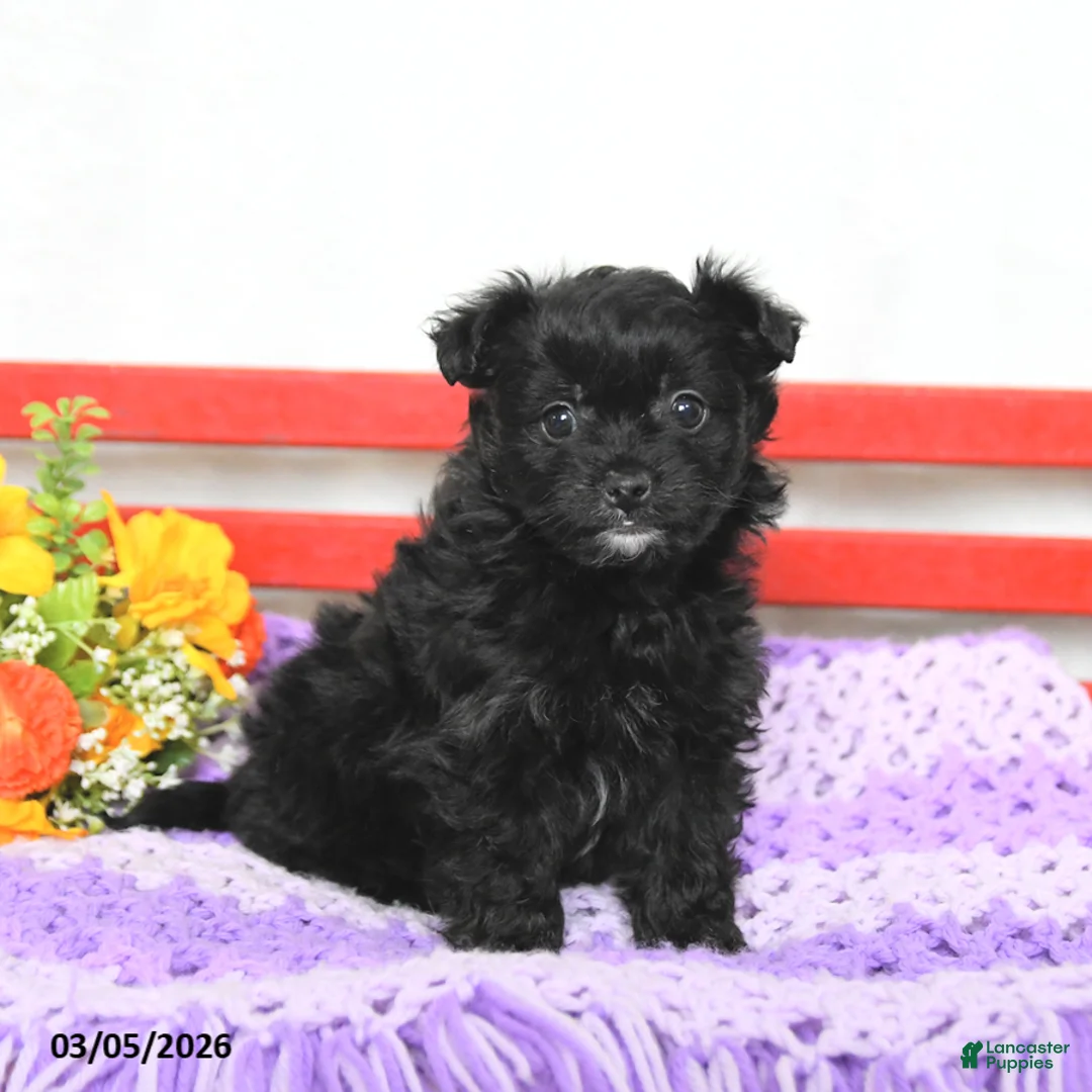 Chipoo dogs for sale: Muffin - Ad 1