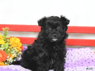 Chipoo dogs for sale: Muffin - Ad 2