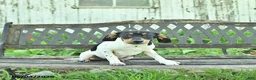 Mixed Breed dogs for sale: Pixie - Ad 3