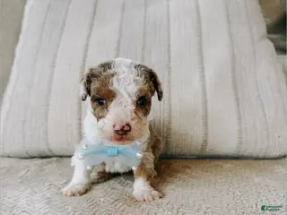 Toy Poodle dogs Toy Poodle Puppy 2 - Ad 13