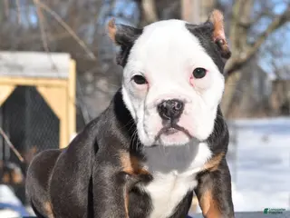 Mixed Breed dogs Macho blue mini - Ad 26