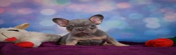 French Bulldog dogs for sale: Diesel - Ad 9