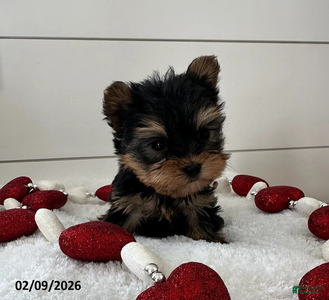Yorkshire Terrier dogs for sale: Paisley - Ad 4